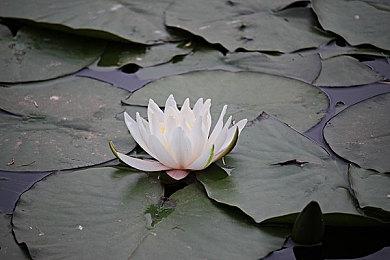 《女神异闻录3：Reload》从开始就没有Switch版